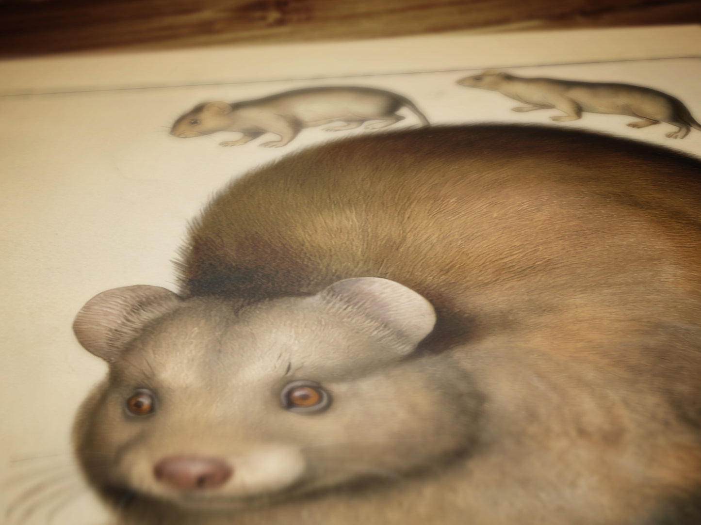 Vintage Scottish Haggis Scoticus ,Scientific Zoology Illustration Printable Wall Art, Silly Quirky Unusual Weird Whimsical Eclectic Wall Art