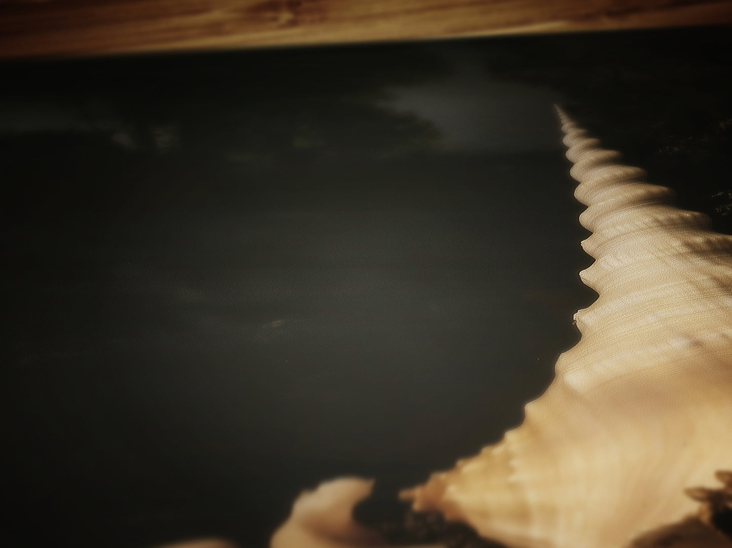 Seashells And Pearls, Whimsigoth Dramatic Ocean Shell Still Life, Whimsigoth Coastal Decor, Dark Academia Wall Art for Moody Interiors