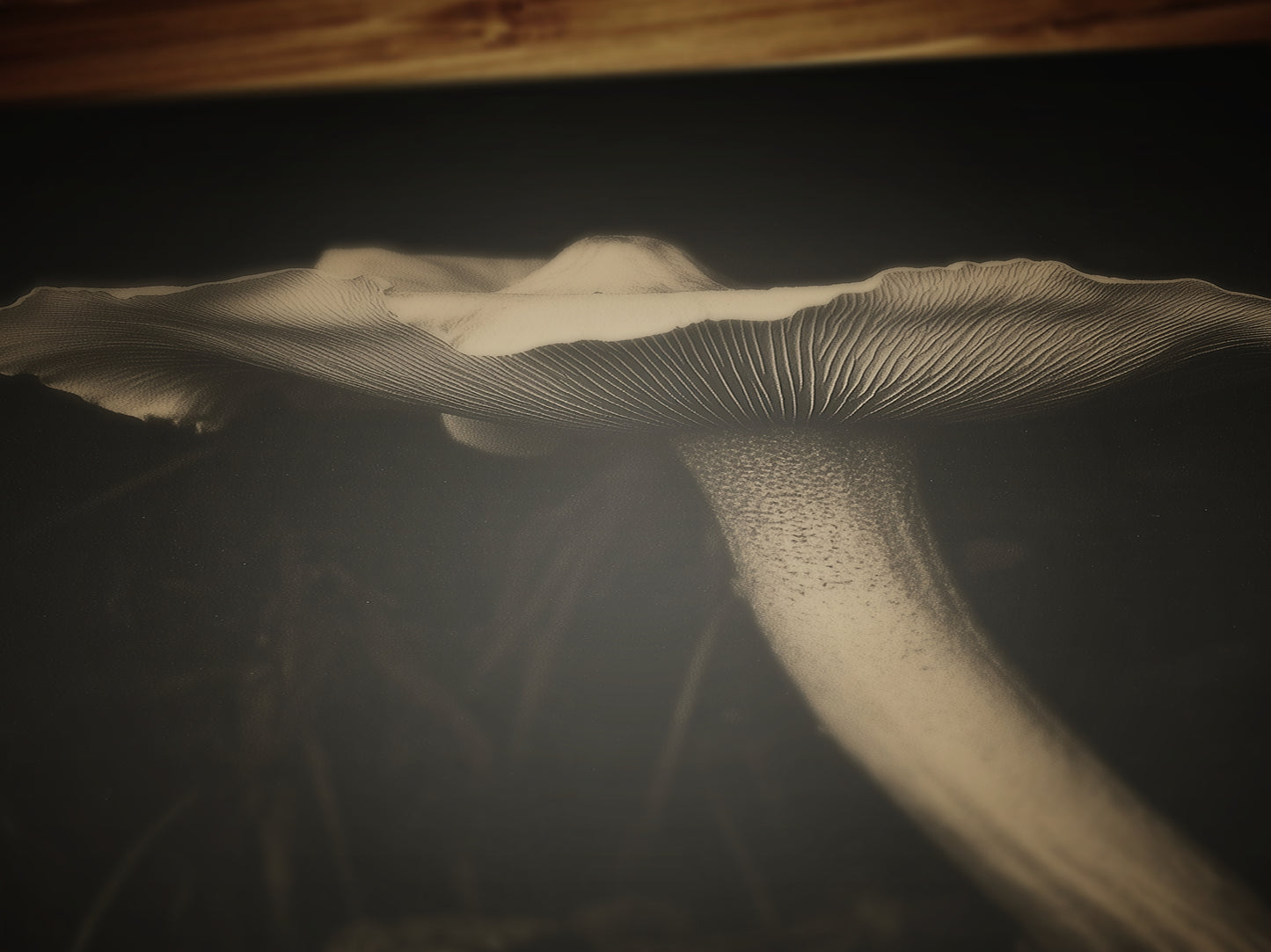 White Mushroom Floral Art Print, Moody Botanical Still Life, Gothic Cottagecore Wall Decor, Witchy Whimsigoth Goblincore Gift for Her