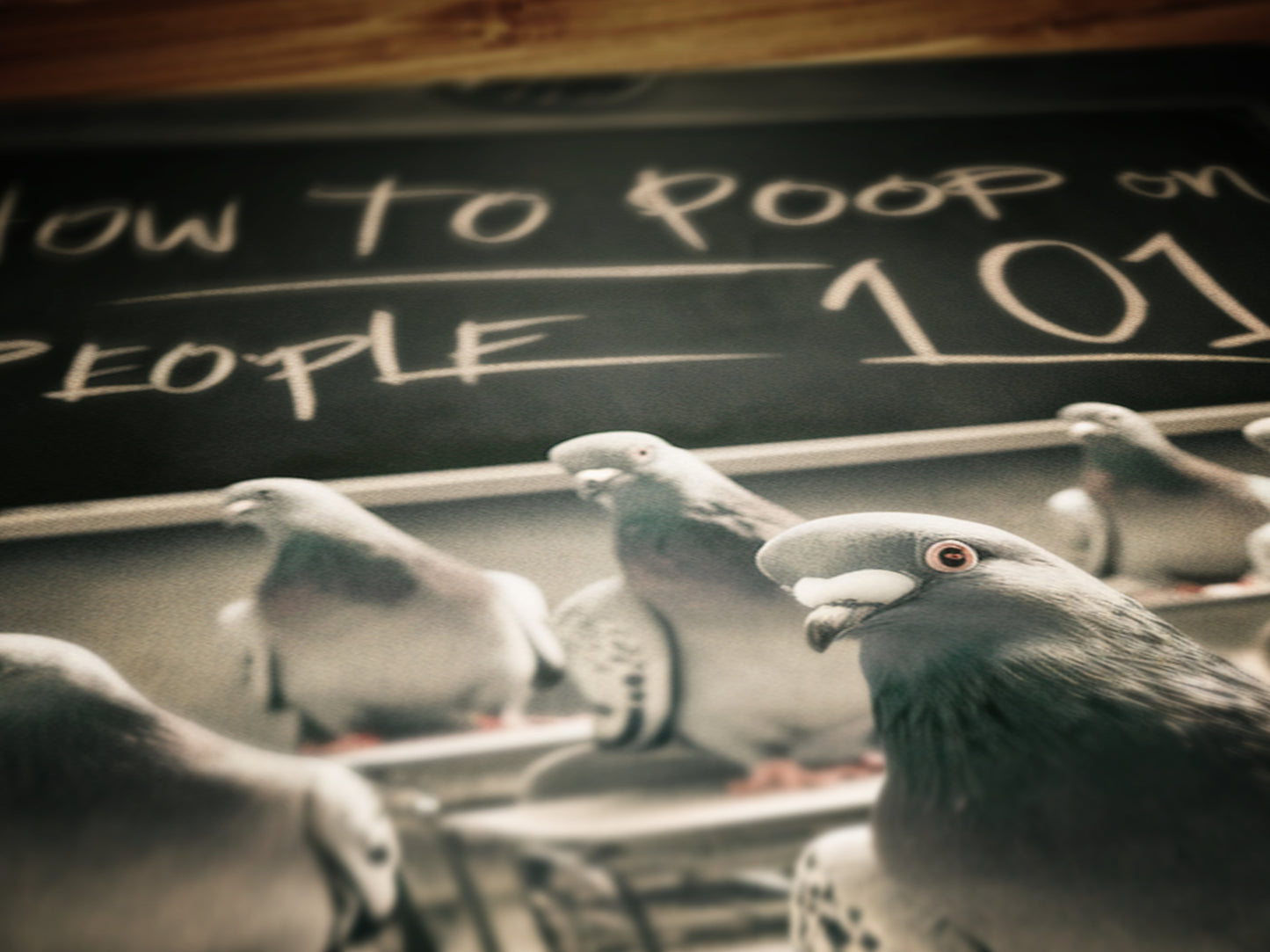 Funny Bathroom Print, Pigeon 101 How to Poop On People, Funny Toilet Wall Art, Bathroom Wall Decor, Weird Humorous Prints