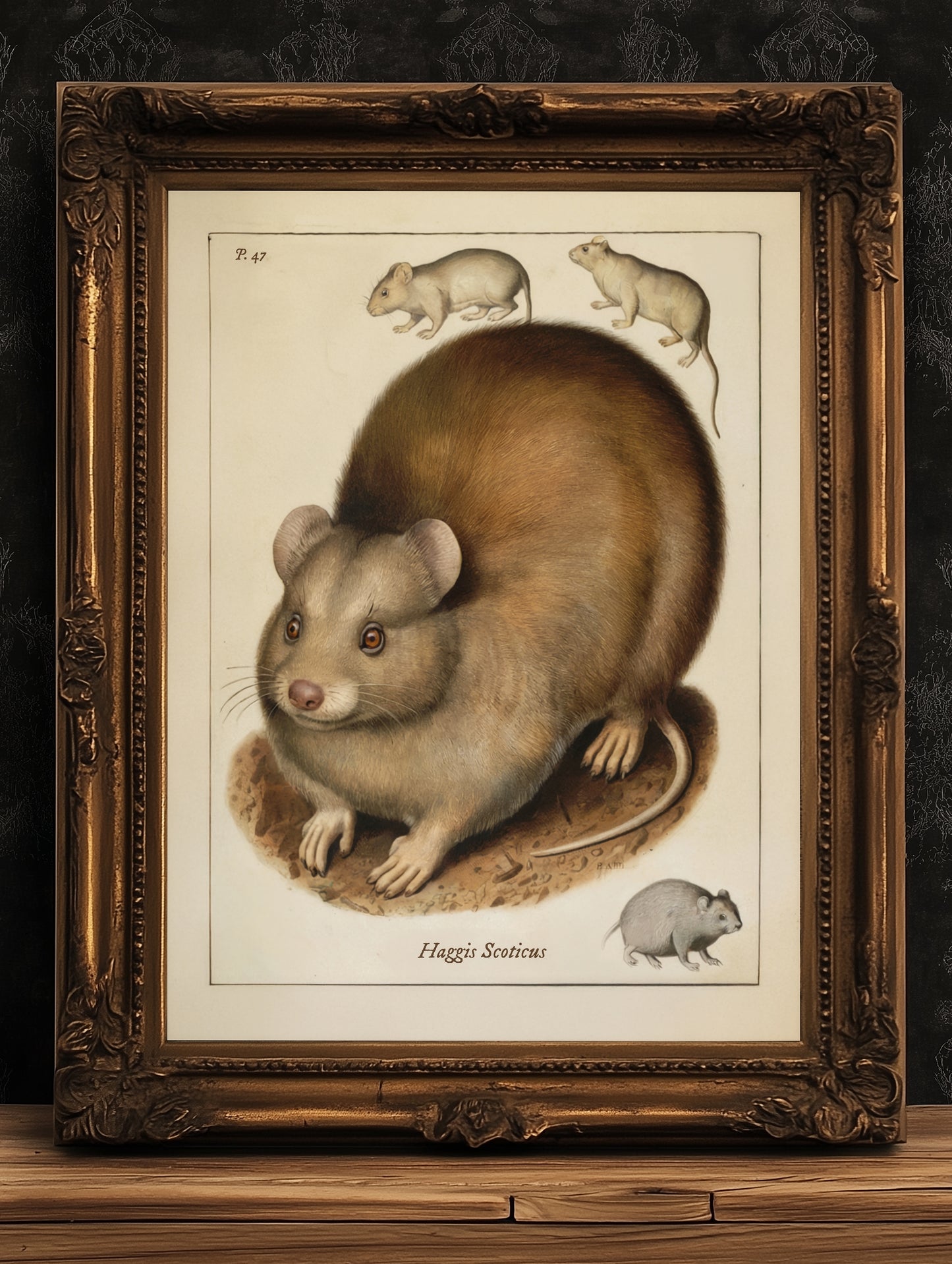 Vintage Scottish Haggis Scoticus ,Scientific Zoology Illustration Printable Wall Art, Silly Quirky Unusual Weird Whimsical Eclectic Wall Art