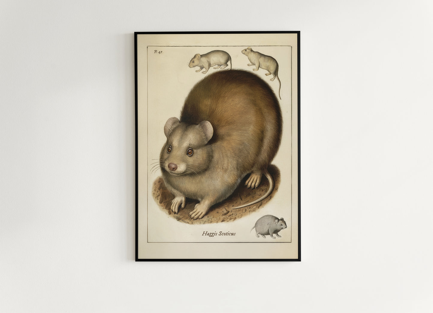 Vintage Scottish Haggis Scoticus ,Scientific Zoology Illustration Printable Wall Art, Silly Quirky Unusual Weird Whimsical Eclectic Wall Art