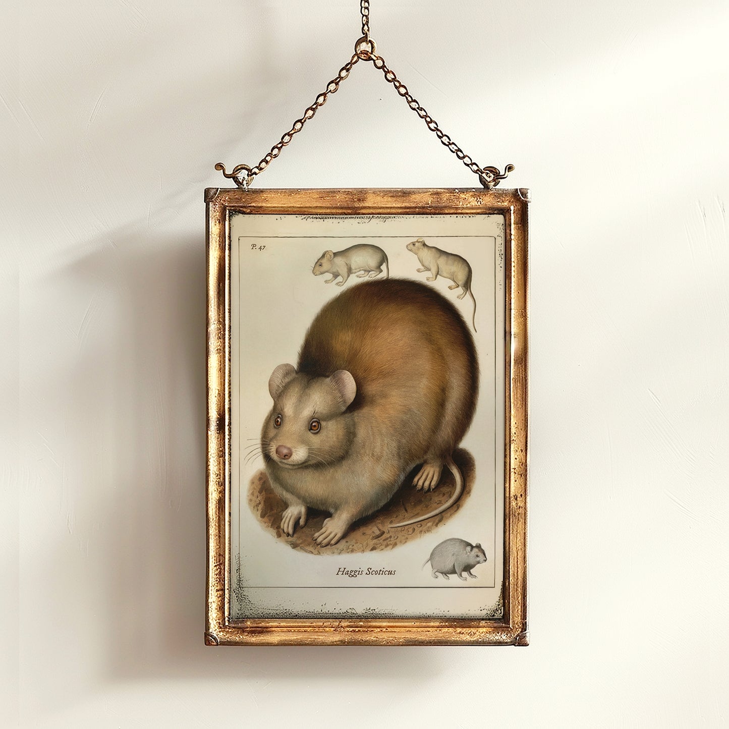 Vintage Scottish Haggis Scoticus ,Scientific Zoology Illustration Printable Wall Art, Silly Quirky Unusual Weird Whimsical Eclectic Wall Art