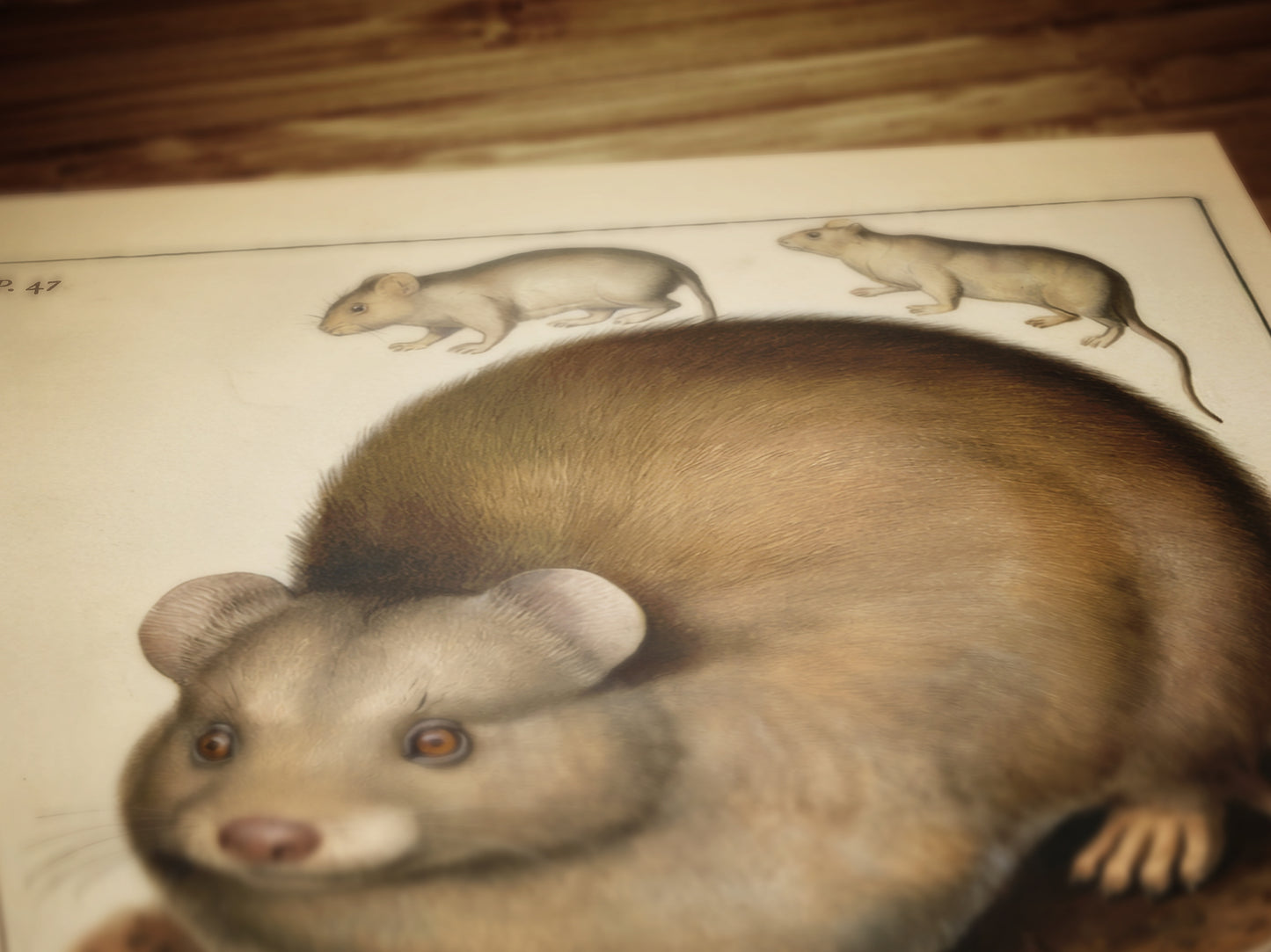 Vintage Scottish Haggis Scoticus ,Scientific Zoology Illustration Printable Wall Art, Silly Quirky Unusual Weird Whimsical Eclectic Wall Art