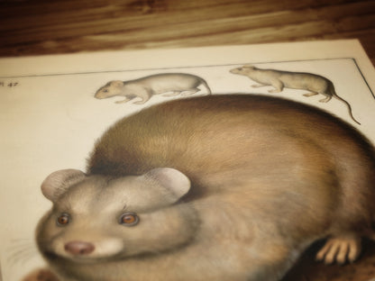 Vintage Scottish Haggis Scoticus ,Scientific Zoology Illustration Printable Wall Art, Silly Quirky Unusual Weird Whimsical Eclectic Wall Art