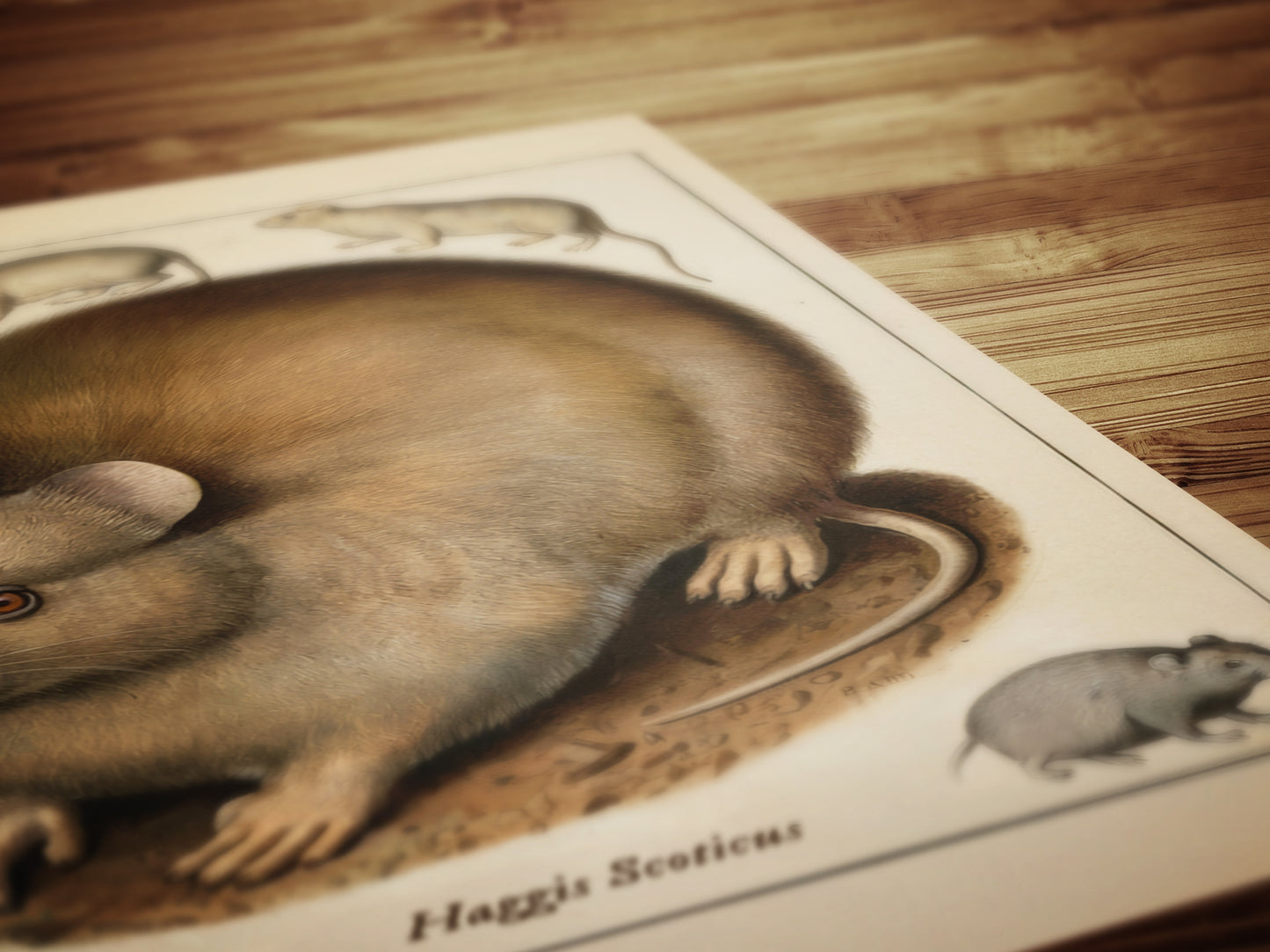 Vintage Scottish Haggis Scoticus ,Scientific Zoology Illustration Printable Wall Art, Silly Quirky Unusual Weird Whimsical Eclectic Wall Art