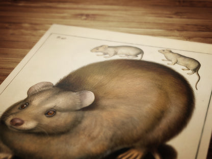 Vintage Scottish Haggis Scoticus ,Scientific Zoology Illustration Printable Wall Art, Silly Quirky Unusual Weird Whimsical Eclectic Wall Art