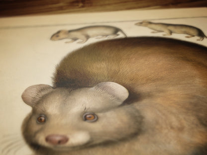 Vintage Scottish Haggis Scoticus ,Scientific Zoology Illustration Printable Wall Art, Silly Quirky Unusual Weird Whimsical Eclectic Wall Art