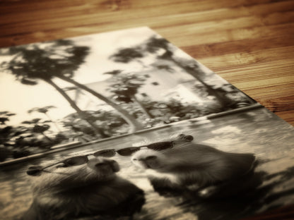 Capybara's Holiday, Capybara In A Pool, Gothic Vintage photograph, Occult Poster. Whimsy Animal Art, Dark Academia Decor