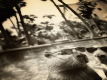 Capybara's Holiday, Capybara In A Pool, Gothic Vintage photograph, Occult Poster. Whimsy Animal Art, Dark Academia Decor