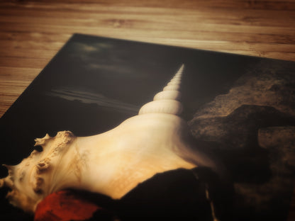 Conch And Seashells, Dramatic Ocean Shell Still Life, Whimsigoth Coastal Decor, Dark Academia Wall Art for Moody Interiors