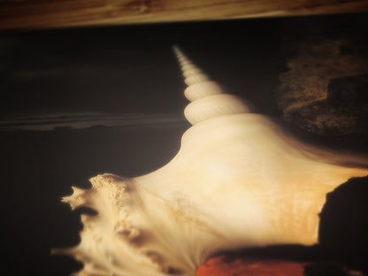 Conch And Seashells, Dramatic Ocean Shell Still Life, Whimsigoth Coastal Decor, Dark Academia Wall Art for Moody Interiors