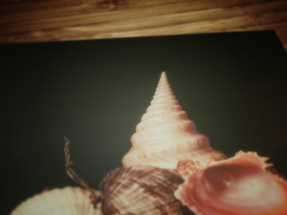 Seashells And Pearls, Dramatic Ocean Shell Still Life, Whimsigoth Coastal Decor, Dark Academia Wall Art for Moody Interiors