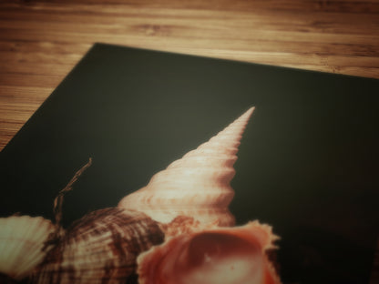 Seashells And Pearls, Dramatic Ocean Shell Still Life, Whimsigoth Coastal Decor, Dark Academia Wall Art for Moody Interiors