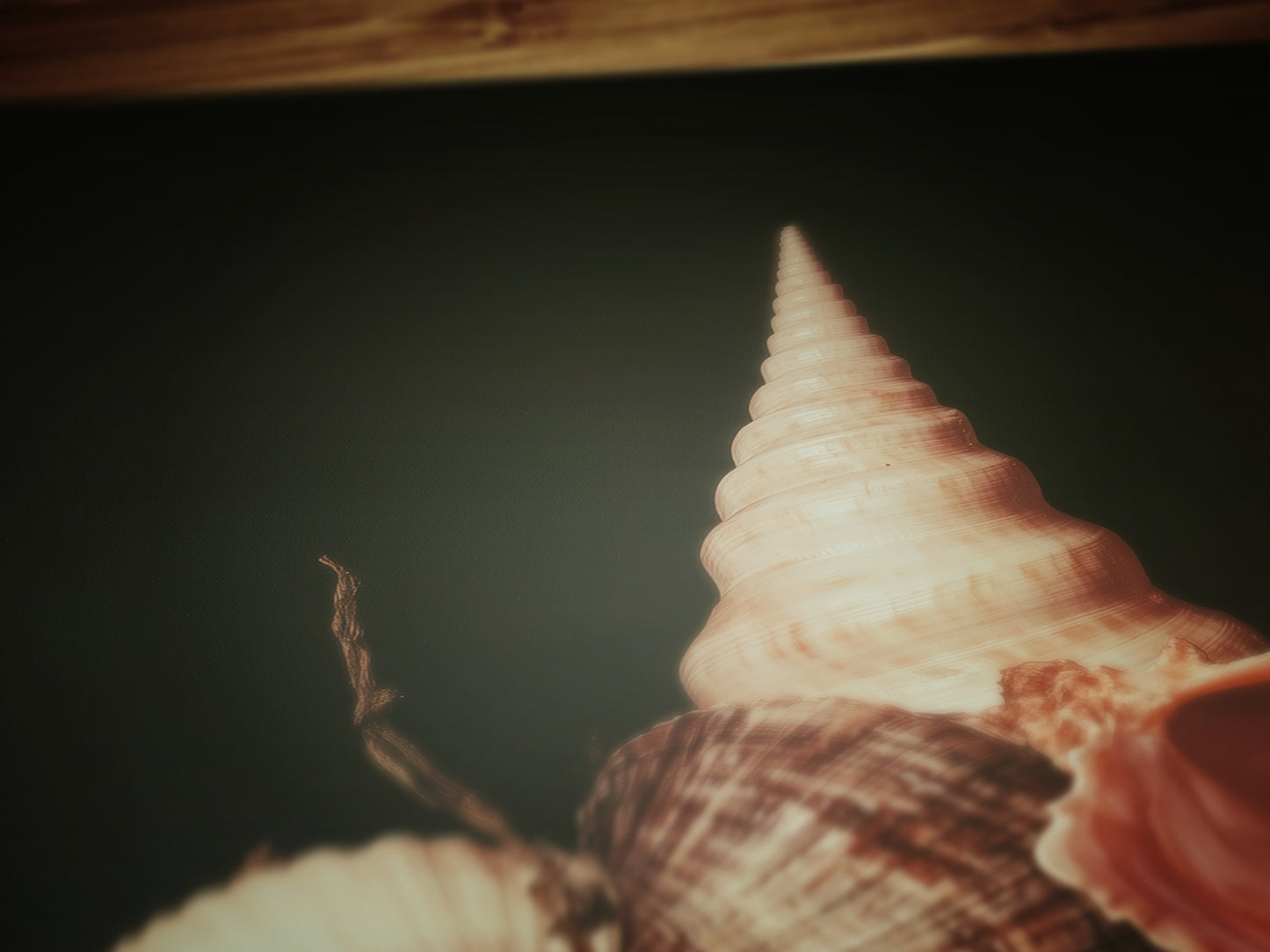 Seashells And Pearls, Dramatic Ocean Shell Still Life, Whimsigoth Coastal Decor, Dark Academia Wall Art for Moody Interiors