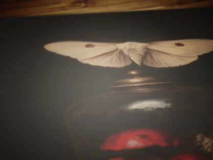 Moody Moth And Curiosity Glass Dome, Mushroom Wall Art Print, Dark Academia Cottagecore Forest Poster, Vintage Gothic Whimsigoth Decor